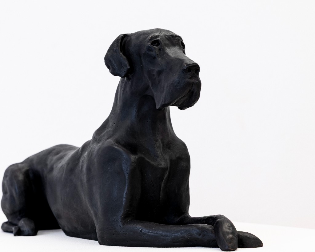 Alert Great Dane in a seated pose